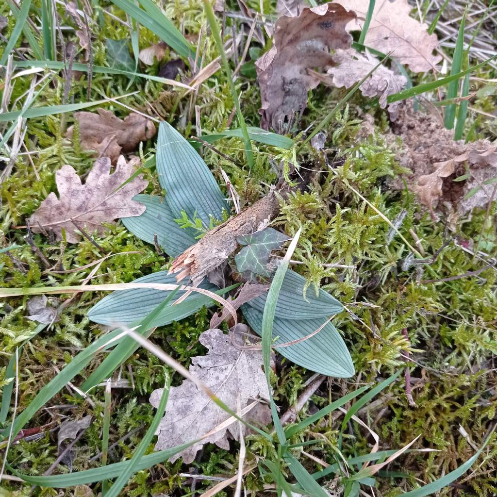 ophrys da identifcare